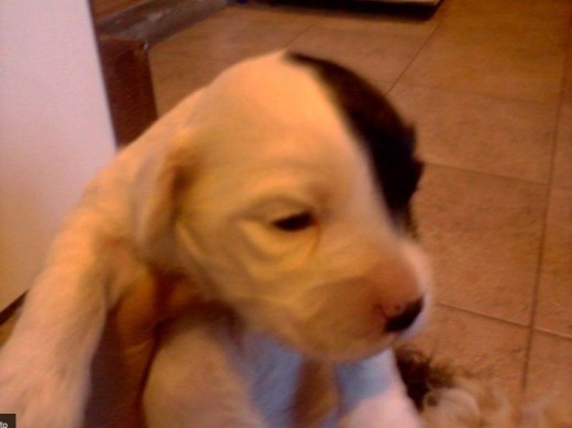 cuando muuuy cachorrita :) cuando muuuy cachorrita :)